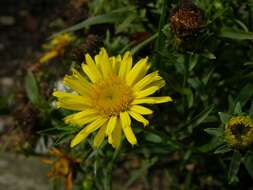 Imagem de Pentanema ensifolium (L.) D. Gut. Larr., Santos-Vicente, Anderb., E. Rico & M. M. Mart. Ort.