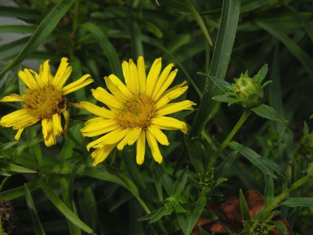 Imagem de Pentanema ensifolium (L.) D. Gut. Larr., Santos-Vicente, Anderb., E. Rico & M. M. Mart. Ort.