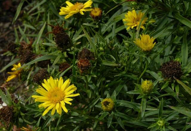 Imagem de Pentanema ensifolium (L.) D. Gut. Larr., Santos-Vicente, Anderb., E. Rico & M. M. Mart. Ort.