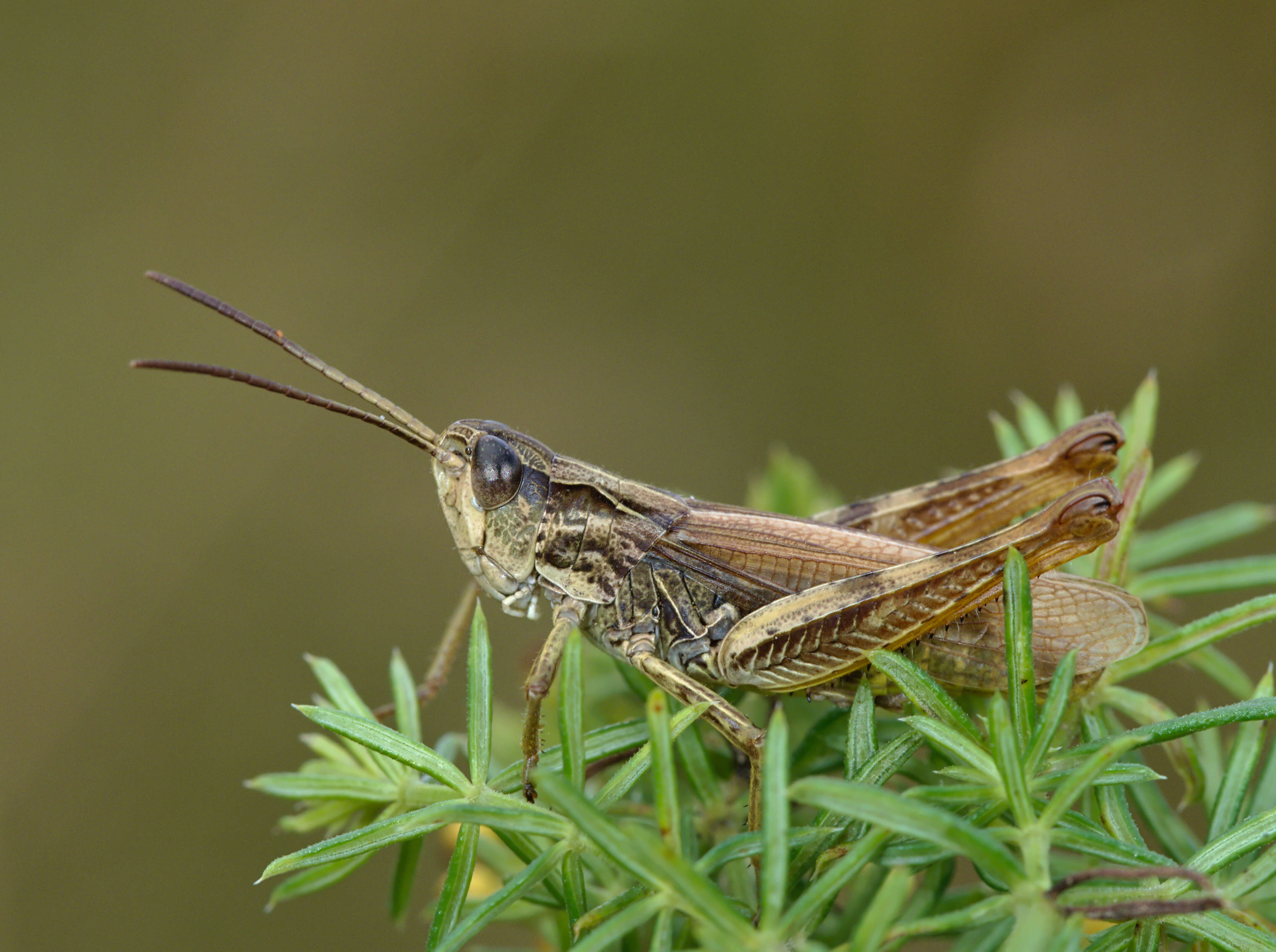 Image de criquet des adrets