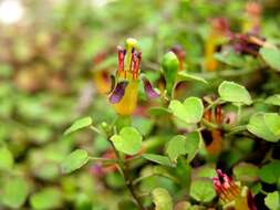 Plancia ëd Fuchsia procumbens R. Cunn.