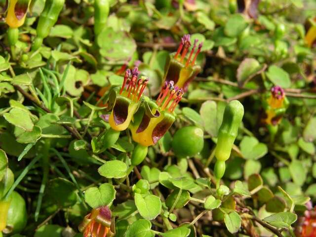 Plancia ëd Fuchsia procumbens R. Cunn.