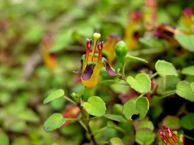 Plancia ëd Fuchsia procumbens R. Cunn.