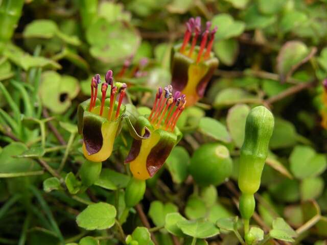 Image of creeping fuchsia