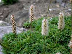 Image of <i>Petrophyton caespitosum</i>