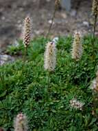 Image of <i>Petrophyton caespitosum</i>