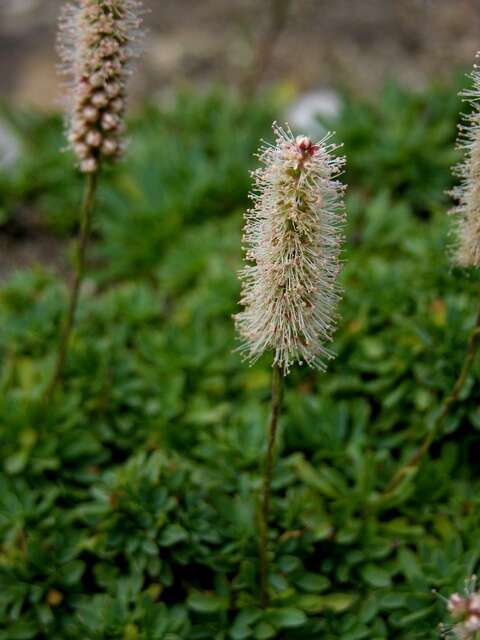 Image of <i>Petrophyton caespitosum</i>