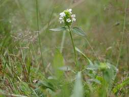 Image of selfheal