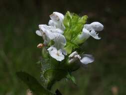 Image of selfheal