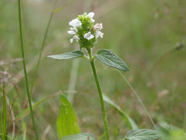 Image of selfheal