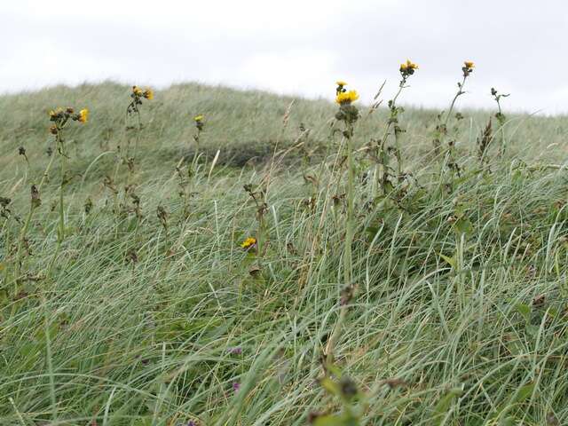 Image of sowthistle