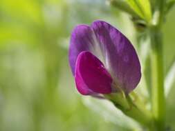 Image of Magnoliopsida