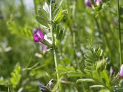 Image of Magnoliopsida