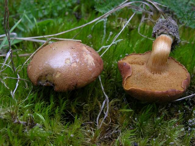 Image of Chalciporus