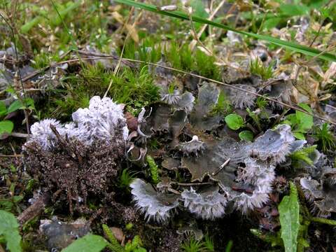 Image of Peltigeraceae