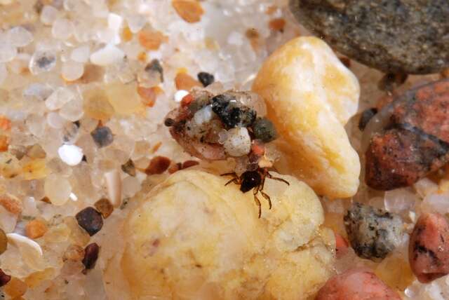 Image of little black caddisflies