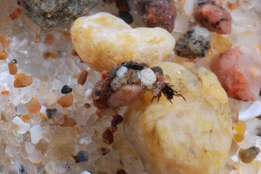 Image of little black caddisflies