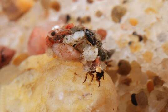 Image of little black caddisflies