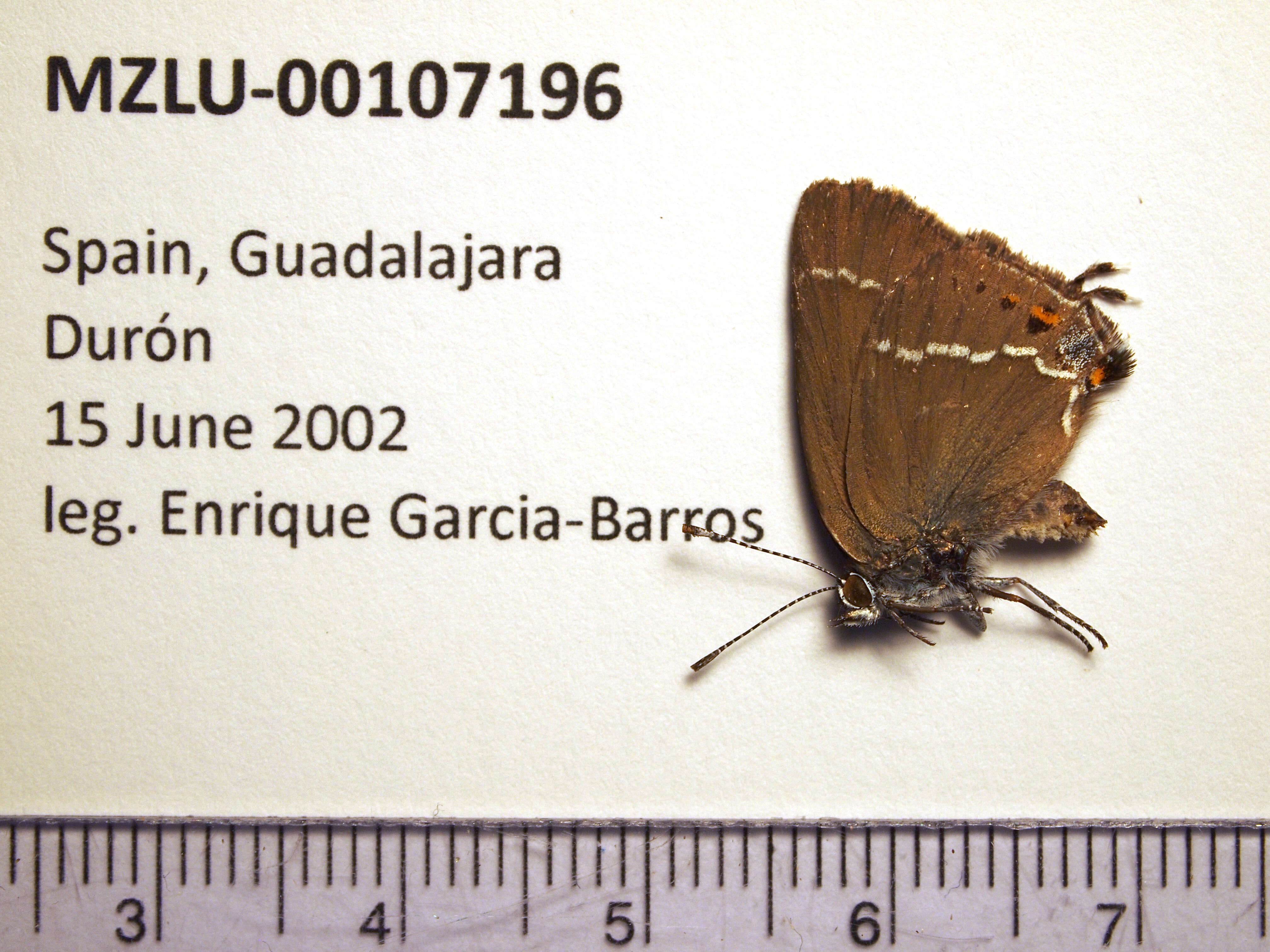 Image of Satyrium esculi