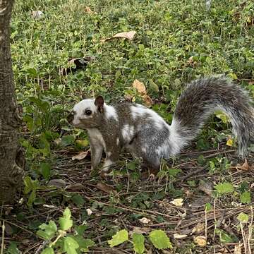 Image of squirrels, dormice, and relatives