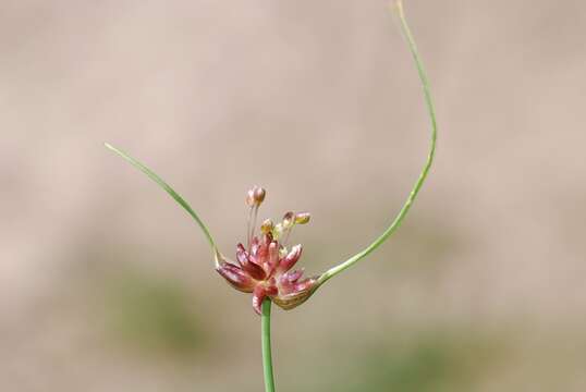 Image de Ail des jardins