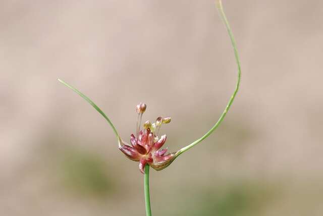 Image of field garlic