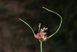 Image of field garlic