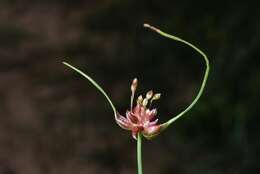 Image de Ail des jardins