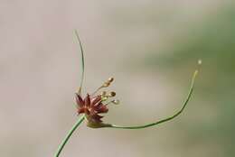 Image of field garlic