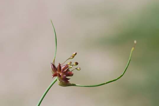 Image de Ail des jardins