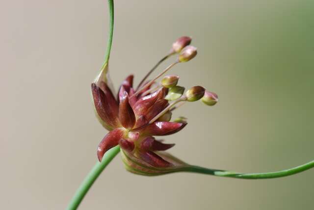 Image of field garlic