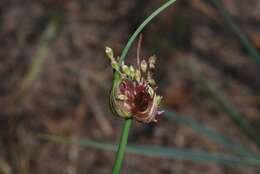 Image of field garlic