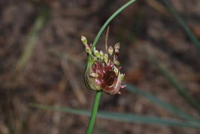 Image of field garlic