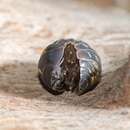 Imagem de Armadillidium vulgare (Latreille 1804)