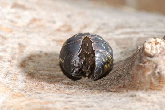 Image of Armadillidium Brandt 1831