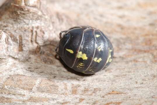 Image of Armadillidium Brandt 1831