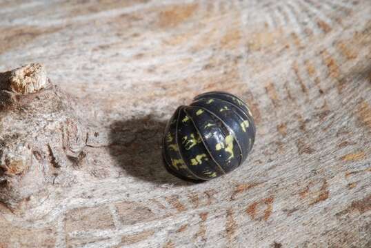 Image of Armadillidium Brandt 1831