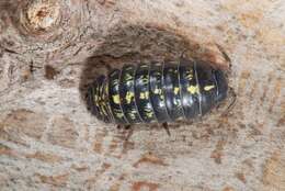 Image of pill bugs