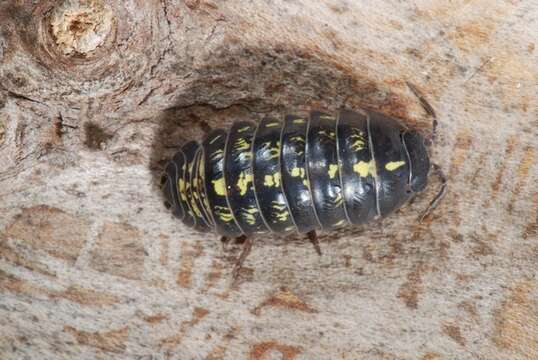 Image of Armadillidium Brandt 1831