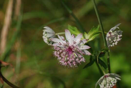 Imagem de Astrantia