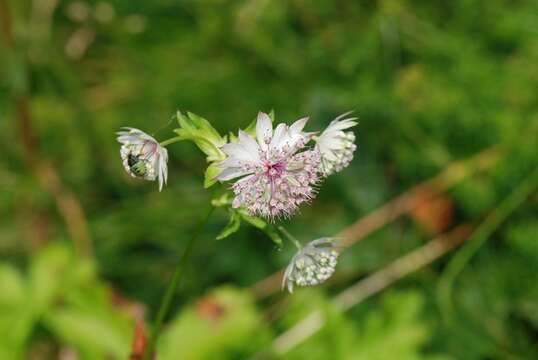 Imagem de Astrantia