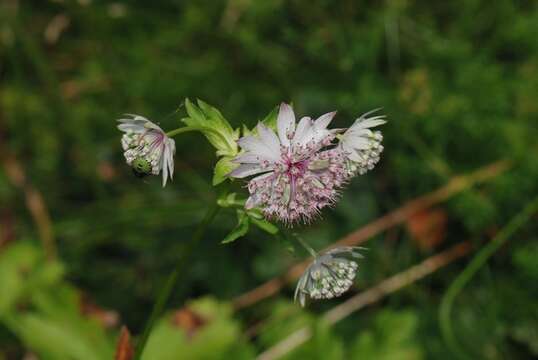 Imagem de Astrantia