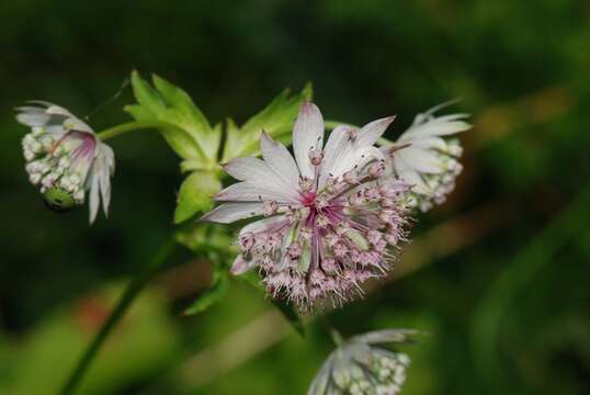 Imagem de Astrantia