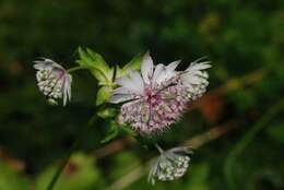 Imagem de Astrantia