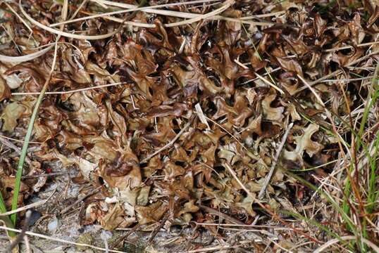 Image of Cetraria lichens