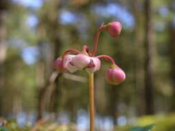 Image of Chimaphila