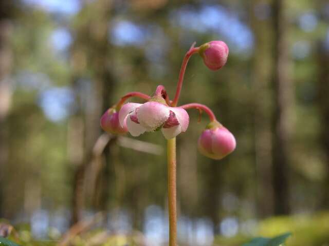 Image of wintergreen