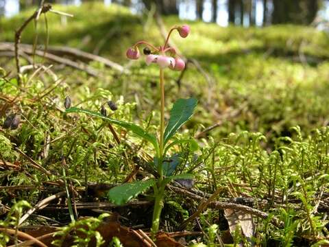 Image of wintergreen