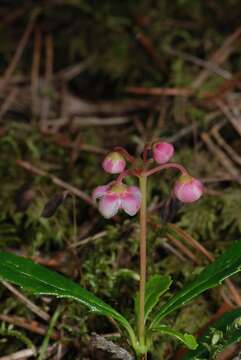 Image of wintergreen