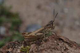 Image of upland field grasshopper